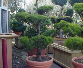 Waldkiefer als Bonsai (Pinus sylvestris)