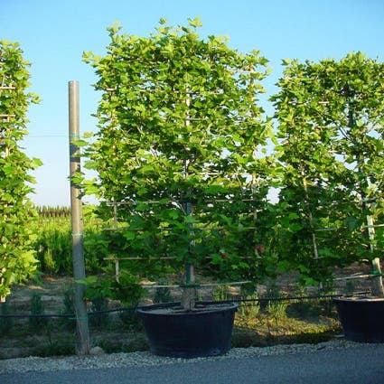 Platane als Spalierform (Platanus hispanica)