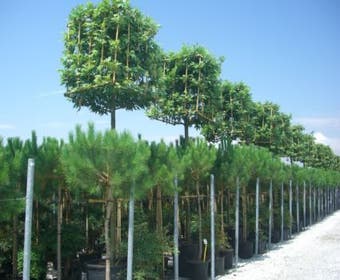 Platane im Kubus  (Platanus orientalis 'Cuneata')