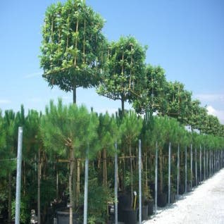 Platane im Kubus  (Platanus orientalis 'Cuneata')