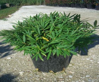 Bambus (Pleioblastus pygmaeus)