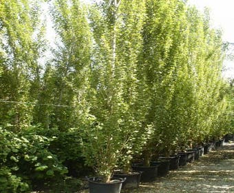 Italienische Pappel (Populus nigra 'Italica')