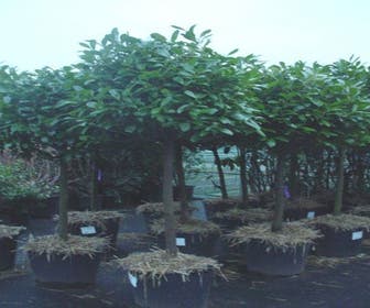 Lorbeerkirsche auf Stamm (Prunus laurocerasus 'Rotundifolia')