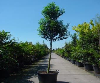 Portugiesischer Lorbeer als Baum (Prunus lusitanica 'Angustifolia')