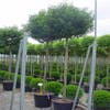 Portugiesischer Lorbeer als Baum (Prunus lusitanica)