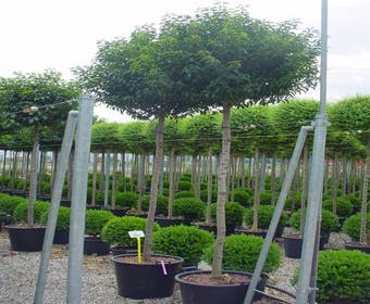 Portugiesischer Lorbeer als Baum (Prunus lusitanica)