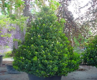 Portugiesischer Lorbeer, Pyramide (Prunus lusitanica )