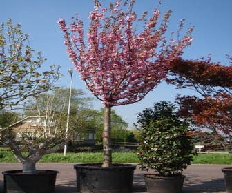 Japanische Zierkirsche (Prunus serrulata 'Kanzan')
