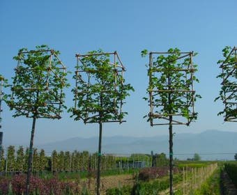 Zierbirne in Kubusform (Pyrus calleryana 'Chanticleer')