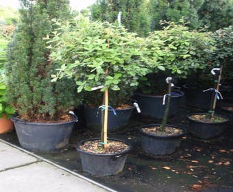 Steineiche auf Stamm (Quercus ilex)