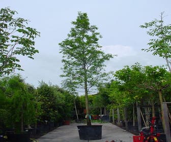 Sumpf-Eiche (Quercus palustris)