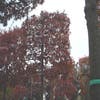 Sumpf-Eiche als Spalierbaum (Quercus palustris)