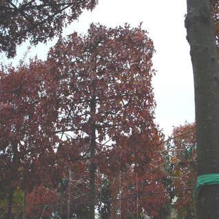 Sumpf-Eiche als Spalierbaum (Quercus palustris)