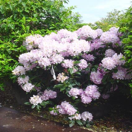 Rhododendron (Rhododendron 'Album Novum')