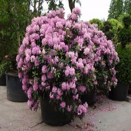 thuja hecke zu breit Thuja Smaragd kaufen