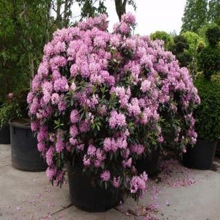 Rhododendron (Rhododendron 'Roseum Elegans')