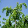 Akazie (Robinia 'Twisty Baby')