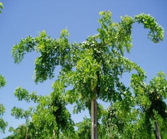 Akazie (Robinia 'Twisty Baby')