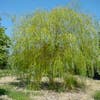 Gelbe Trauerweide (Salix babylonica 'Aurea')