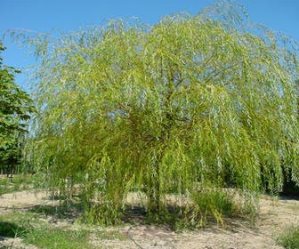 Gelbe Trauerweide (Salix babylonica 'Aurea')