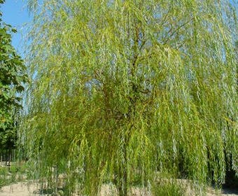 Gelbe Trauerweide (Salix babylonica 'Aurea')