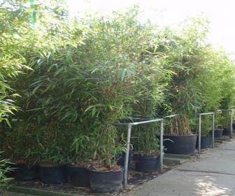 Bambus (Semiarundinaria fastuosa)