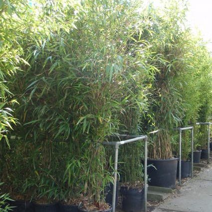 Bamboe (Semiarundinaria fastuosa)