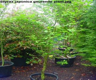 Storaxbaum (Styrax japonica)