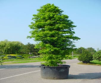 Sumpfzypresse (Taxodium distichum)