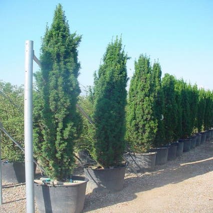 Grüne Säulen-Eibe (Taxus baccata 'Fastigiata')