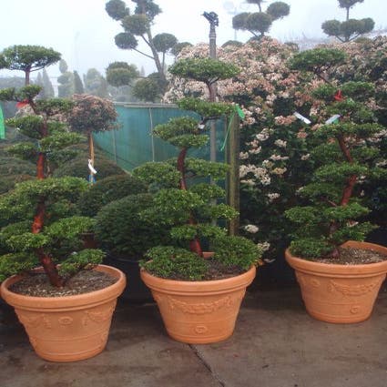 Japanische Eibe als Bonsai (Taxus cuspidata)