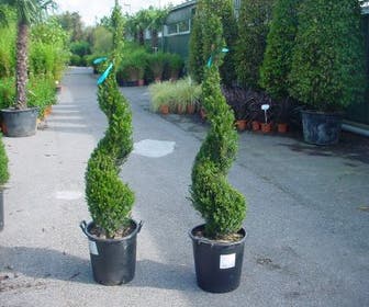 Taxus als Spirale (Taxus baccata)