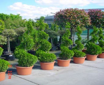 Konifere als Spirale (Thuja occidentalis 'Smaragd')