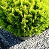 Lebensbaum (Thuja orientalis 'Aurea Nana')