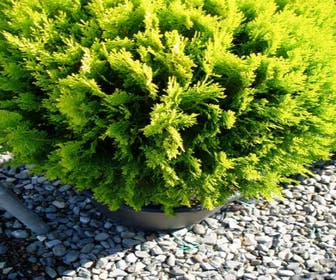 Lebensbaum (Thuja orientalis 'Aurea Nana')