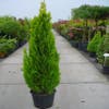 Lebensbaum (Thuja orientalis 'Pyramidalis Aurea')
