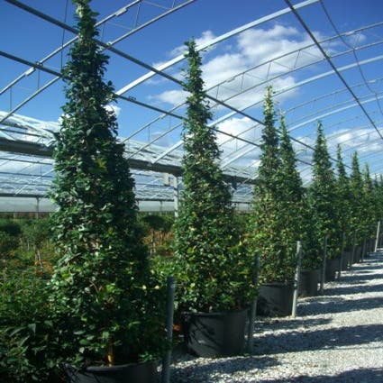 Toskanische Jasmin als Pyramide (Trachelospernum jasminoides)