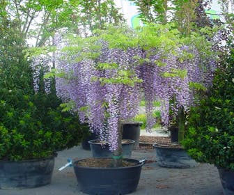 Blauregen als Baum (Wisteria sinensis 'Prolific')