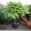 Blauregen auf Stamm (Wisteria sinensis 'Prolific')
