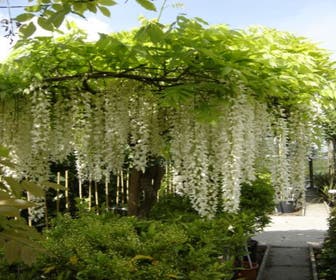 Blauer Regen, weiß (Wisteria floribunda 'Longissima Alba')