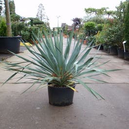 Palmlilie (Yucca gloriosa)