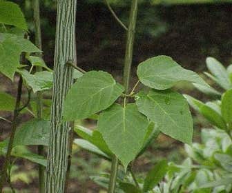 Streifenrinden-Ahorn (Acer davidii)