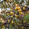 Zierapfel als Spalierbaum (Malus 'Golden Hornet')