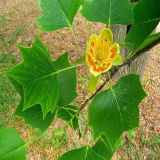 Tulpenbaum als Dachbaum (Liriodendron tulipifera)