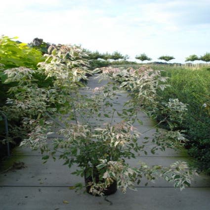 Federesche (Acer negundo 'Flamingo')