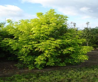 Federesche (Acer negundo 'Kelly's Gold')