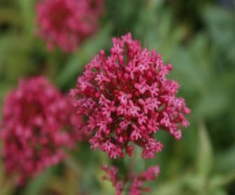 Rote Baldrian (Centranthus ruber 'Coccineus')