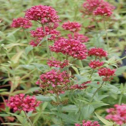 Rote Baldrian (Centranthus ruber 'Coccineus')