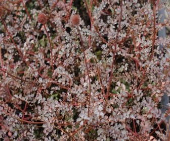 Stekelnootje (Acaena 'Blue Haze')