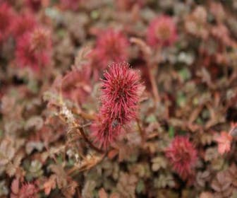 Stechpalme (Acaena microphylla 'Kupferteppich')